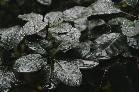 好種水果|現在就可以種水果了：適閤家庭種植的水果指南 